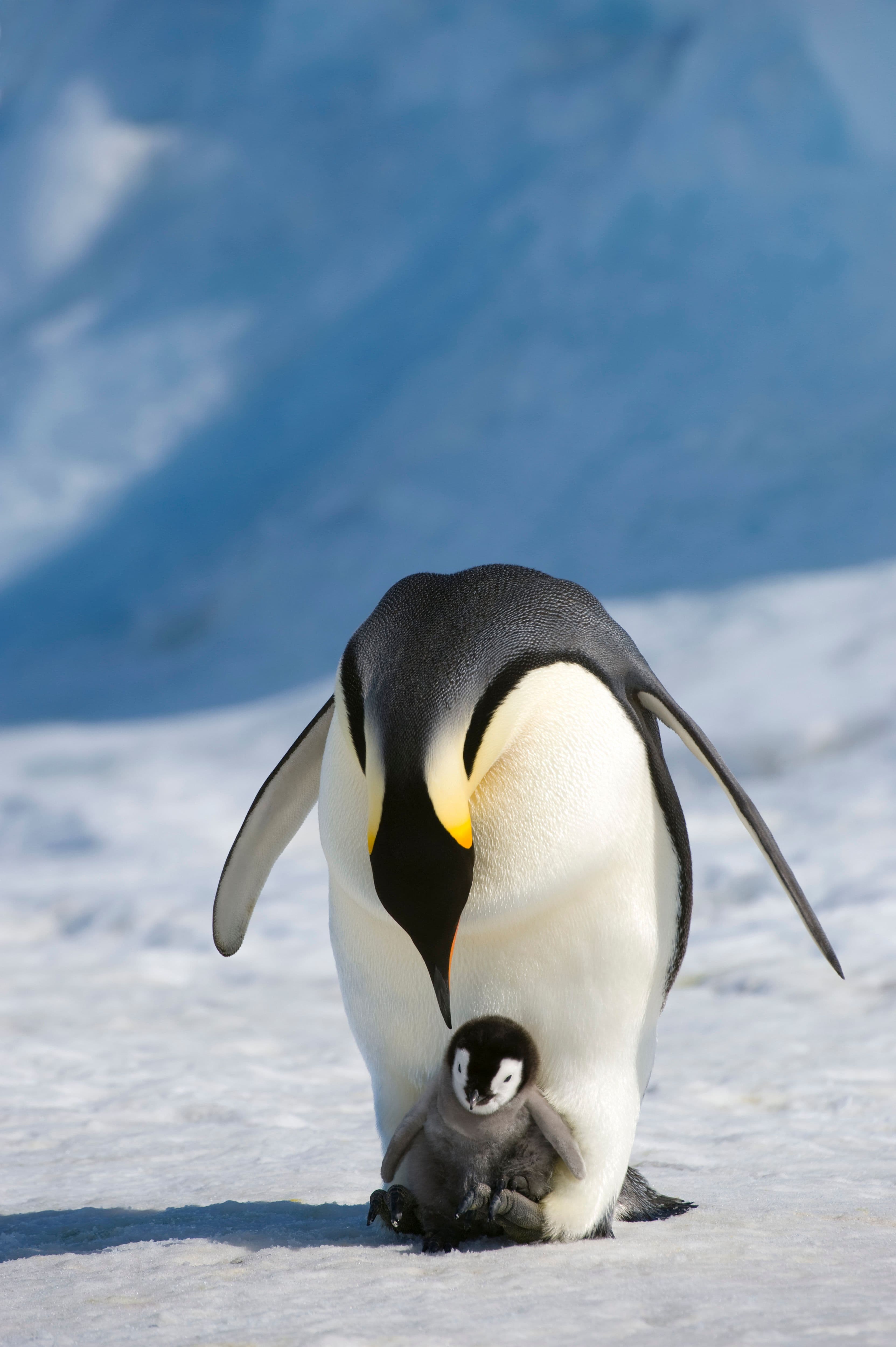 Emperor penguins endangered due to Antarctic climate change