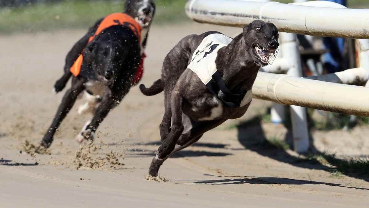 NSW greyhound racing industry investigated over alleged abuse and cover-ups