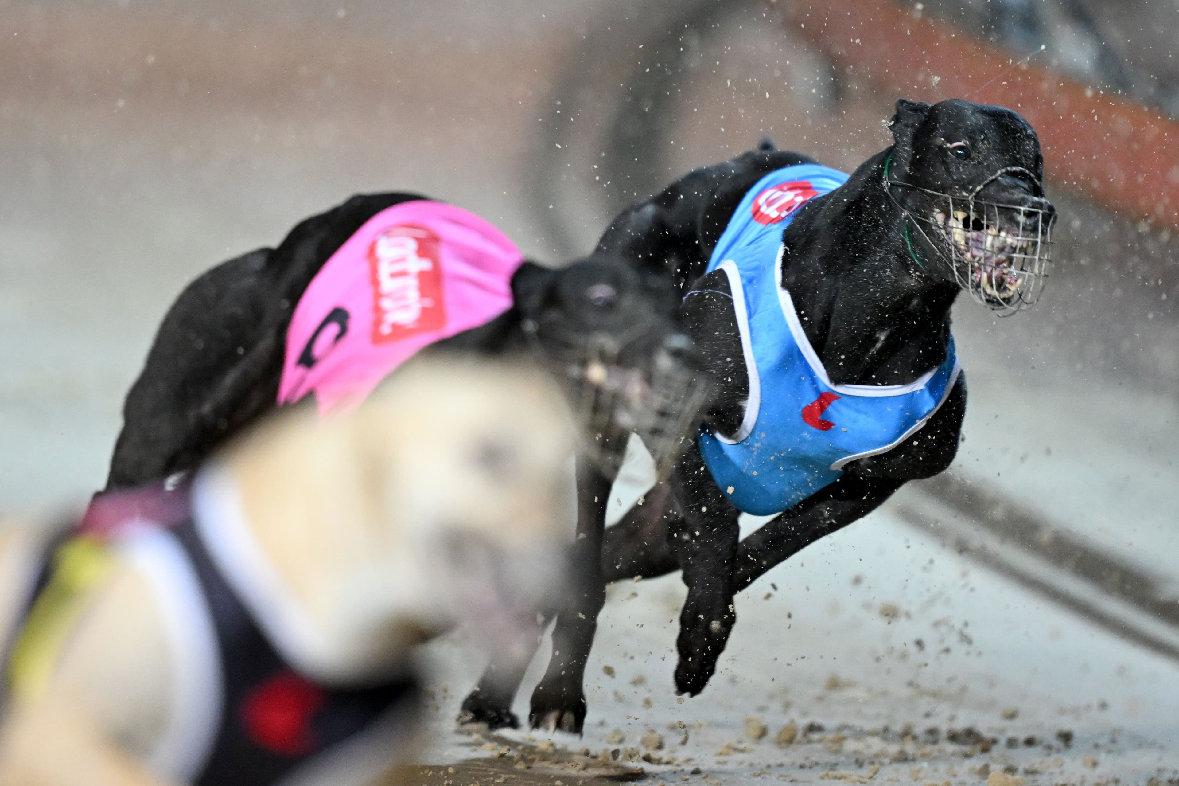 Tasmanian Government to ban greyhound racing by 2029