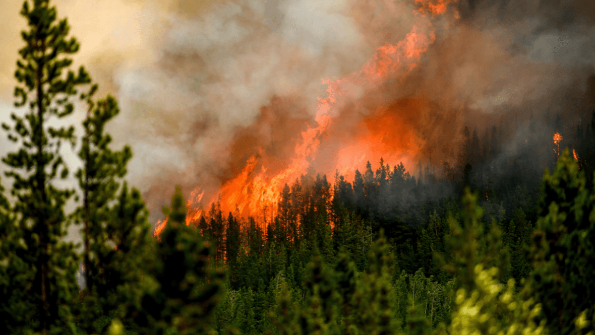 What the major parties promise on the climate this election