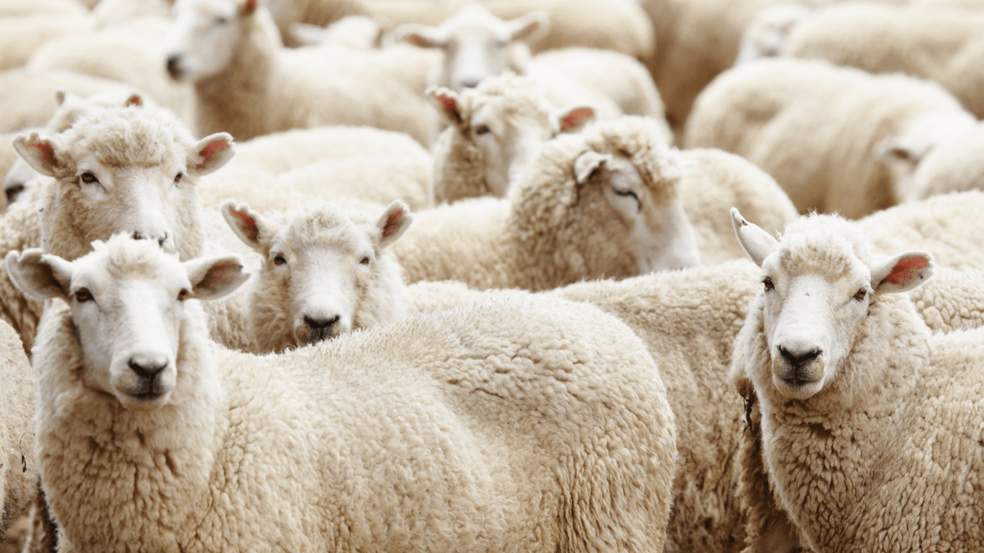 Thousands of livestock stuck on ship in WA