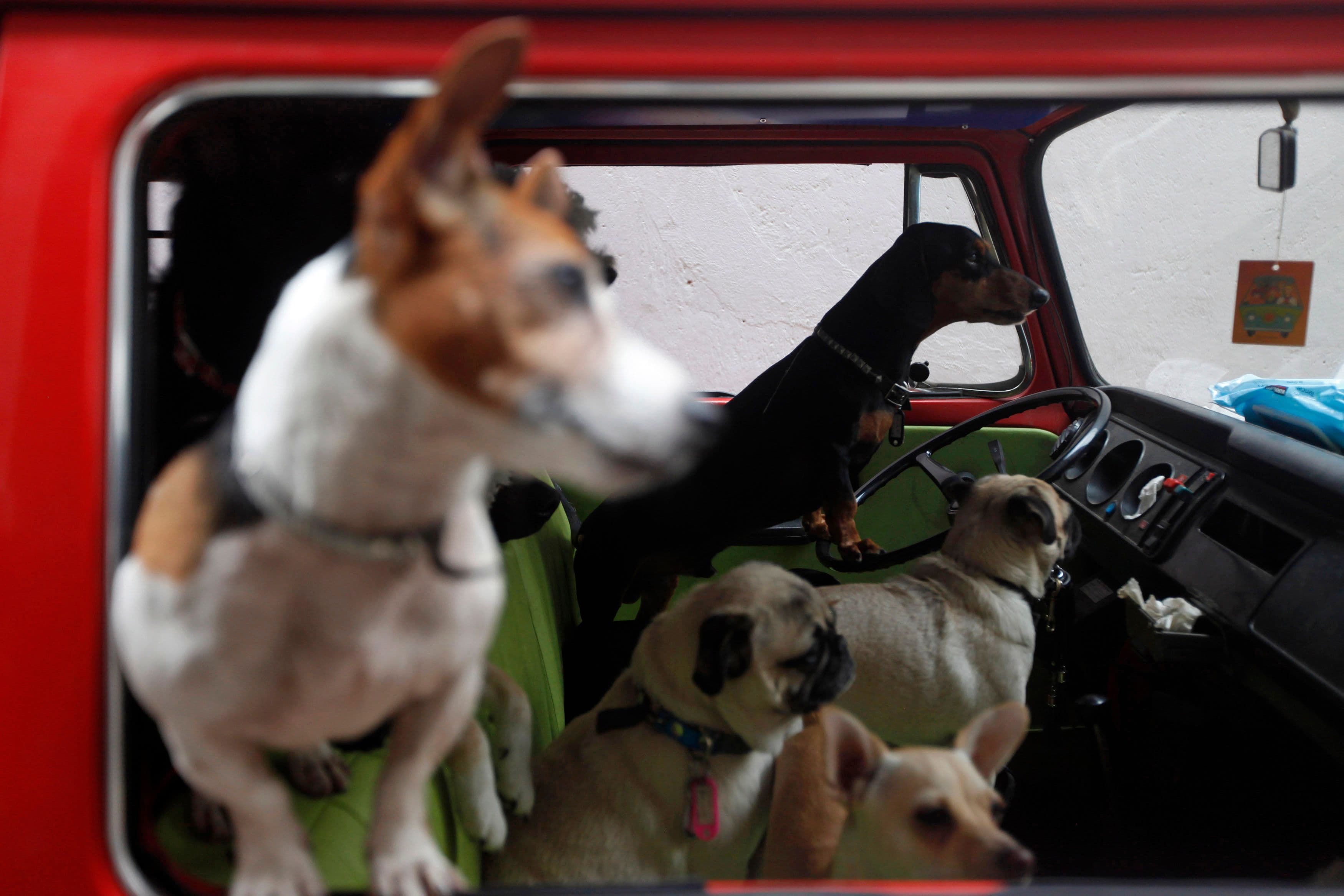 NSW Govt wants to make it illegal to leave dogs in hot cars