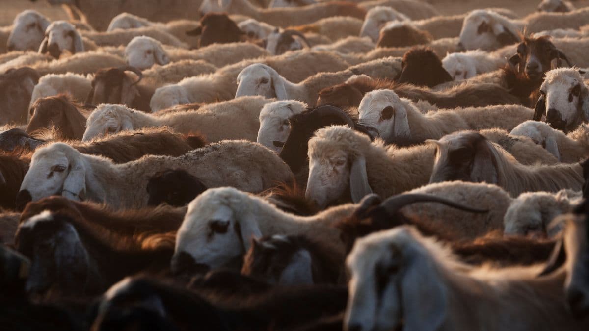 Live sheep exports by sea banned by May 2028