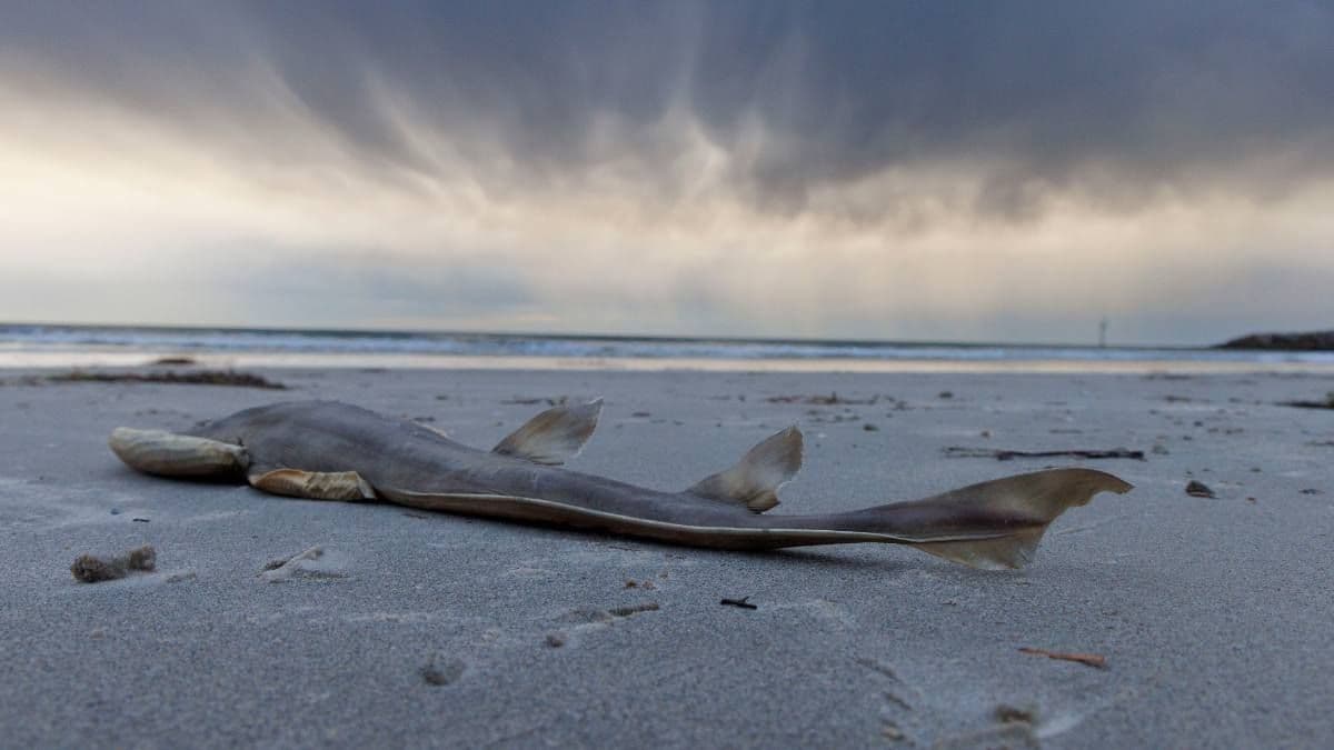 Govt has announced $14 million to address SA's algal bloom