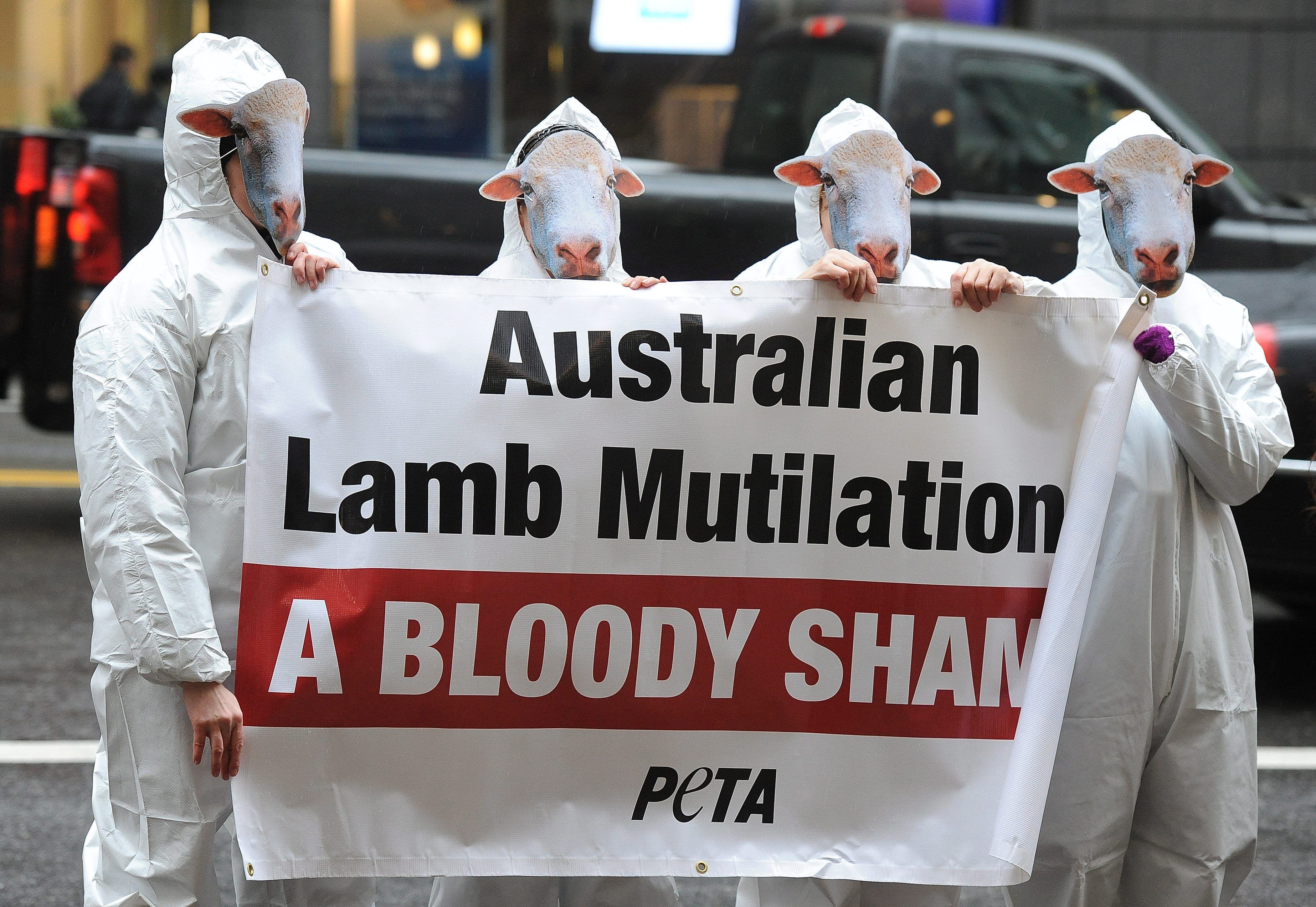 Australia is the only country to still use ‘mulesing’ or live lamb cutting. Fashion brands are now boycotting our wool in response.