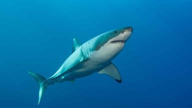 Researchers find minimal increase in shark bites last year