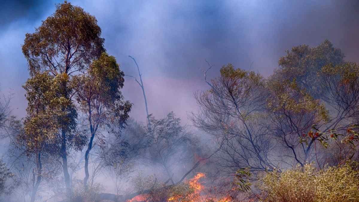 Bushfire in Dandagaran Shire out of control